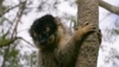 Evolution episode 2 - Madagascar