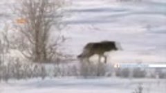 Волк держит в страхе деревню Енисейский СЮЖЕТ