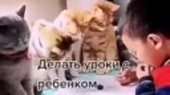 Причины завести кота 😍🙂 Ну и конечно просто для любви!