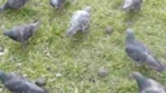 Тамбовские голуби! 1697
