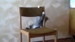 Кот упал со стульчика