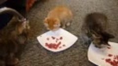 котята Даша и Персик едят мясо