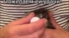 Котенку нашли дом