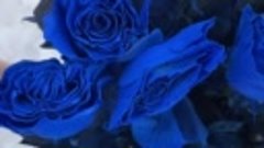 Синии розы