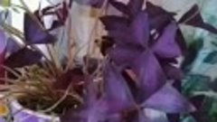 Оксалис - идеальное растение для тех, кто ещё на вы с садом ...