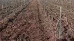 вот такие виноградники на Кубани31012023 год.mp4