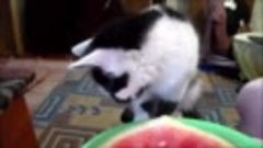 Кот и арбуз