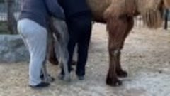 Верблюжонок еле стоит на ногах и пьёт молоко. Люди спасли ег...