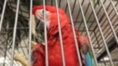 Говорящий попугай  говорит на французском языке  (сава) тоис...