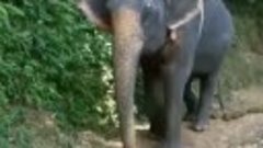 Катание на слонах 

