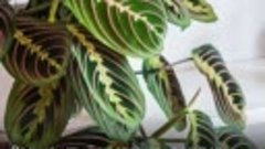 Зелено-богато: 5 комнатных растений, которые способствуют ро...