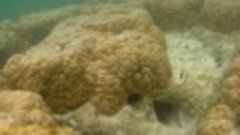 Фауна вокруг желтого коралла