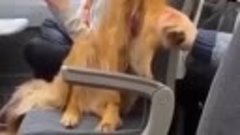 Собака в поезде приставака 🤪