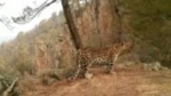 Утренняя зарядка самки леопарда