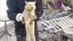 Котика спасли из под завалов в Турции