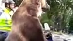 Медведь в городе на мотоцикле в люльке, показал фак