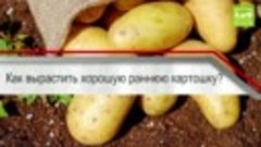 Как вырастить хорошую раннюю картошку