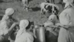 Кубанцы (1939) фильм смотреть онлайн