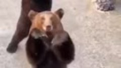 Танец медвежат