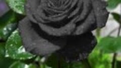 Чёрная роза 🌹 