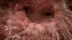 Как происходит зачатие ребенка   фантастическое видео