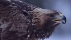 Беркут - одна из самых крупных хищных птиц на земле...