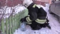 Орловские пожарные спасли кота и привели его в чувство 
