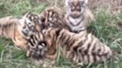 Новорожденные тигрята в сафари-парке «Тайган»