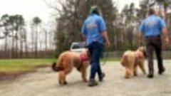 Dogs on the Job S01E06 ~ Helping People Live Normal Lives (2...