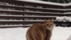 Кот + снег = суета 😂