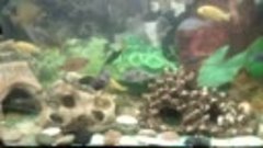 Мой аквариум-цихлидник
