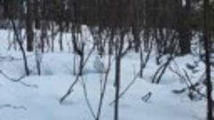 9 апреля Мурманск. Белая куропатка в Долине Уюта.