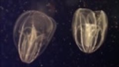 Самые красивые обитатели океана медузы 2015