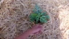 Выращивание арбузов от А до Я _ Все о бахче в одном видео