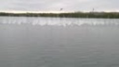 Воздушная атака более 100 голубоногих олуш одновременно ныря...