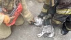 Пожарные спасли кошку из горящей квартиры в Пензенской облас...