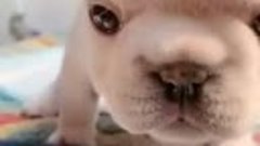 Baby French Pup Is Too Adorable🥰_heart_eyes__kissing_heart_...