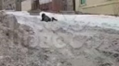 &quot;В Мурманской области водитель такси снял на видео дикую сит...