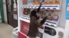 Обезьянка покупает сок в автомате