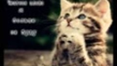 Прикольные картинки с котами/Смешные картинки с надписями