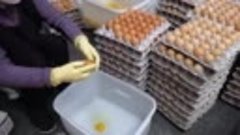 계란몽둥이 김밥 Using 3,000 eggs a day_! Amazing Omelet Egg Roll Ki...