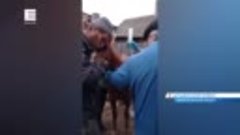 В Шушенском районе неизвестные устроили стрельбу по пони