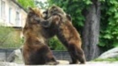 Медвежьи бои (в Калининградском зоопарке)