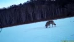 Волк в национальном парке Чикой 