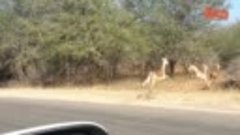 Cheetah Chases Impala Antelope Into Tourist&#39;s Car on Safari