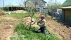 Как выпрямить наклоненное дерево