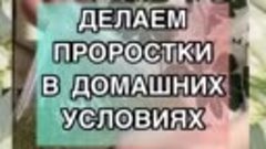 Делаем проростки в домашних условиях