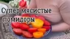 Очень вкусные помидоры 🍅