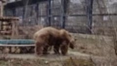 В Воронежском зоопарке после зимней спячки проснулись медвед...