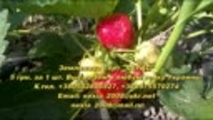 Саженцы земляники (клубники). Strawberry seedlings (strawber...